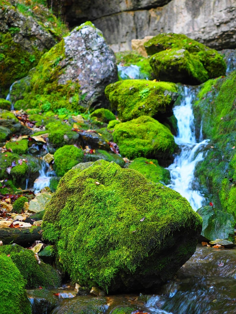 Moss Gardening