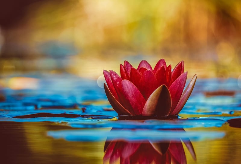 Zen Flowers